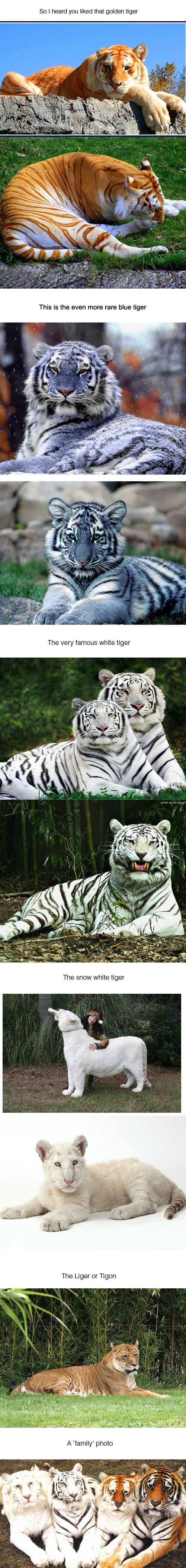Rare Tigers.