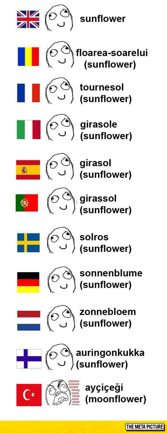 Sunflower In Different Languages