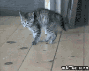 cool-gif-kitten-jump-walk1.gif