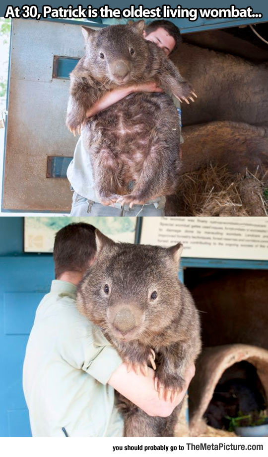 Also The Biggest Wombat On Earth