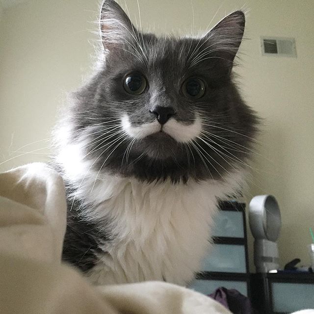 What A Nice, Fancy Mustache.
