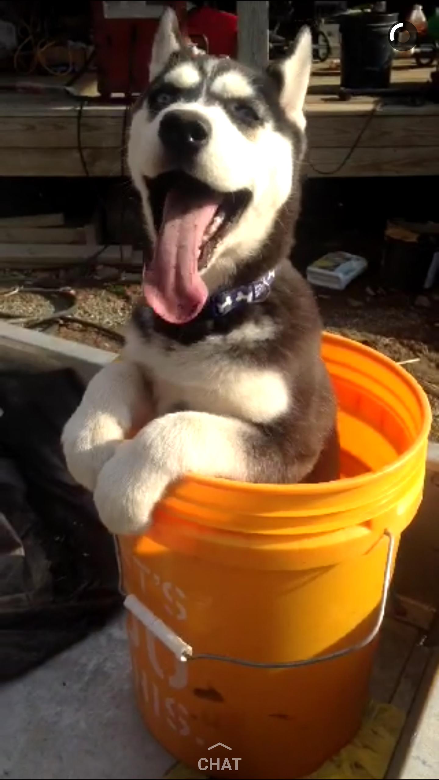 Husky puppy In a Bucket.