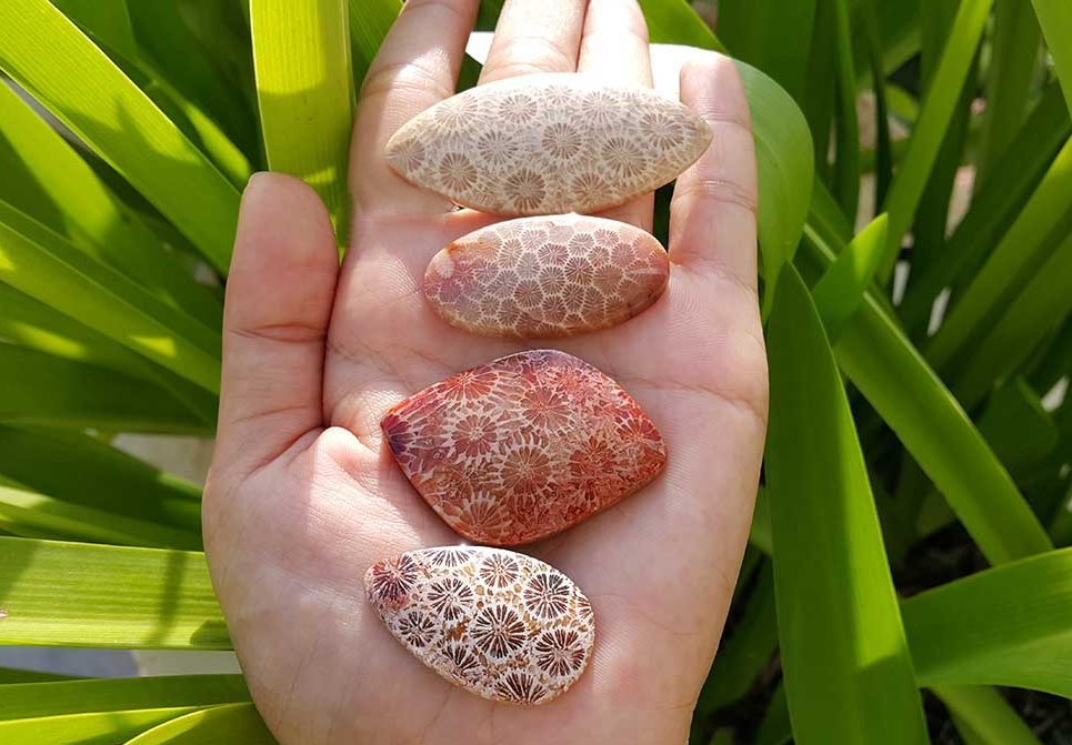 Fossilized coral.