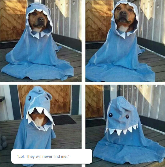 The Very Rare Dog-Shark.