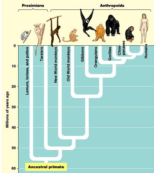 10 Myths About Evolution