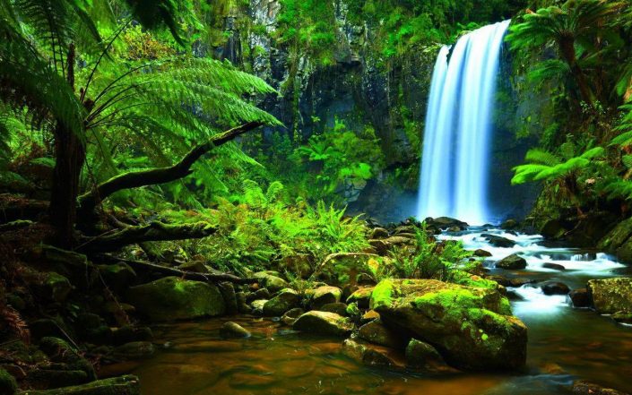 10 most breathtakingly beautiful forests of the world